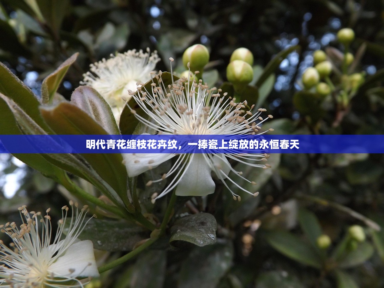 明代青花缠枝花卉纹，一捧瓷上绽放的永恒春天