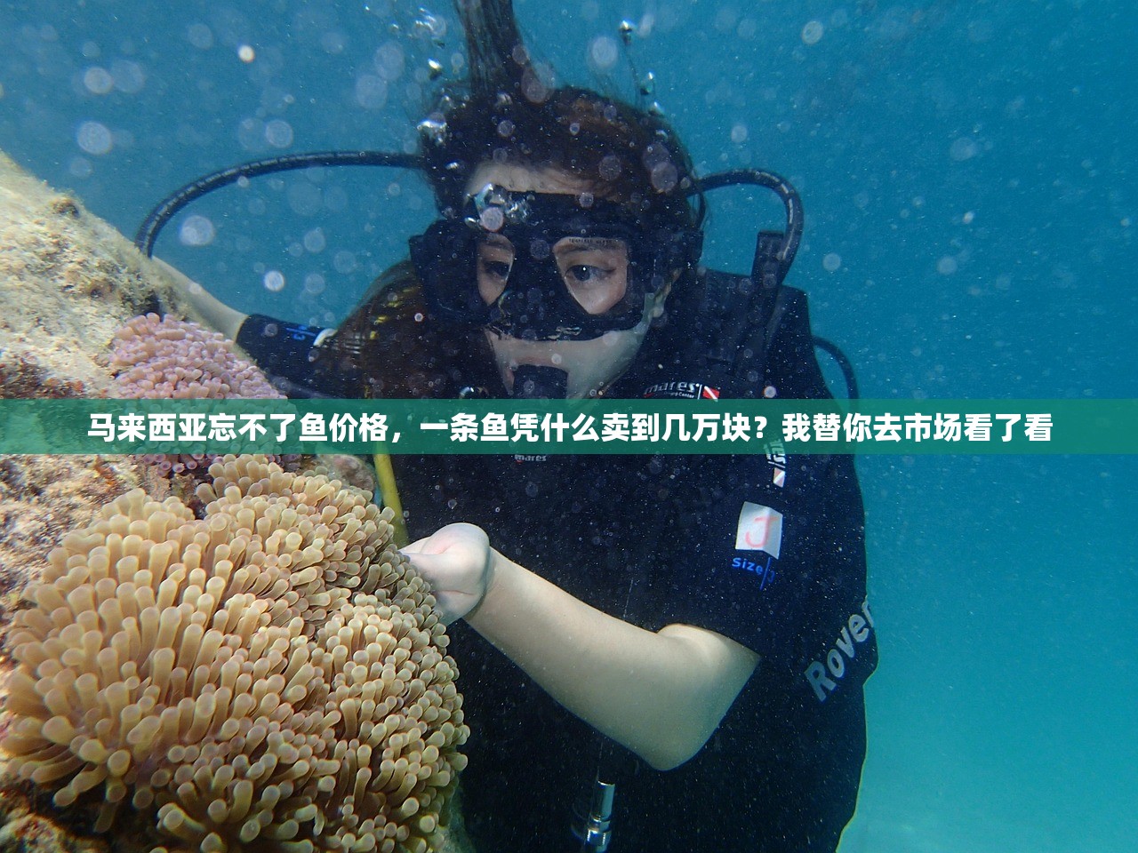 马来西亚忘不了鱼价格，一条鱼凭什么卖到几万块？我替你去市场看了看