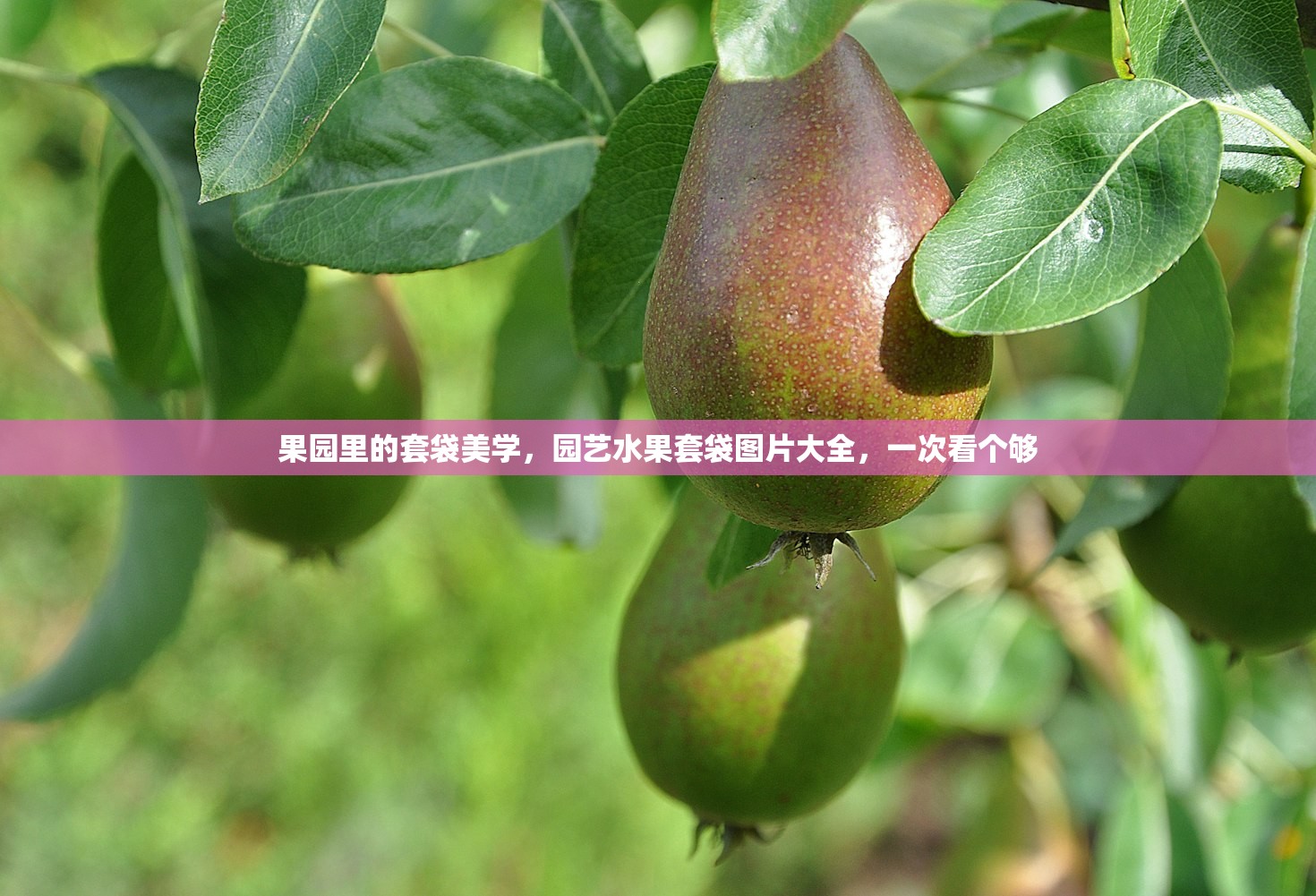 果园里的套袋美学，园艺水果套袋图片大全，一次看个够