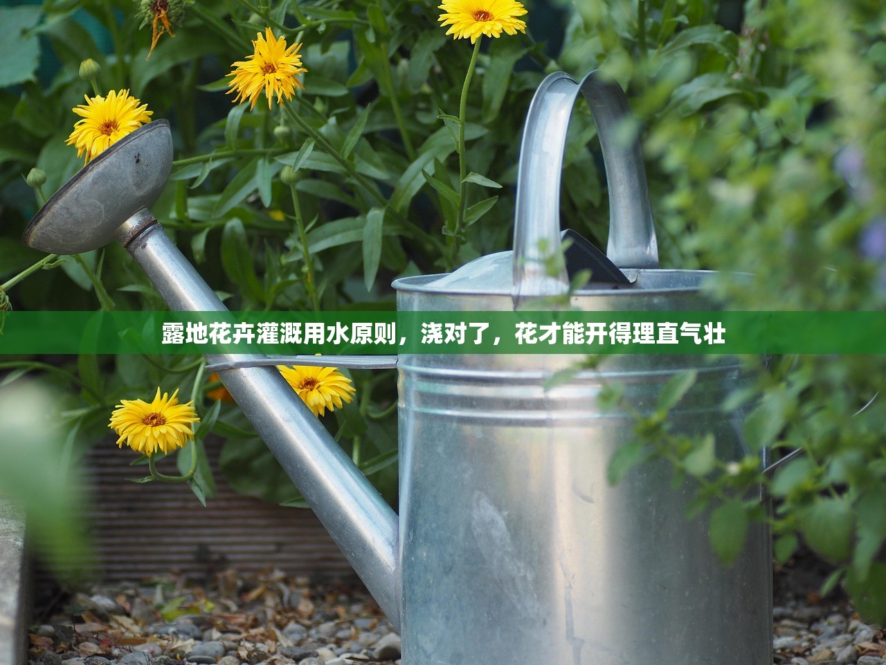 露地花卉灌溉用水原则,浇对了,花才能开得理直气壮 露地花卉灌溉用水原则,浇对了,花才能开得理直气壮